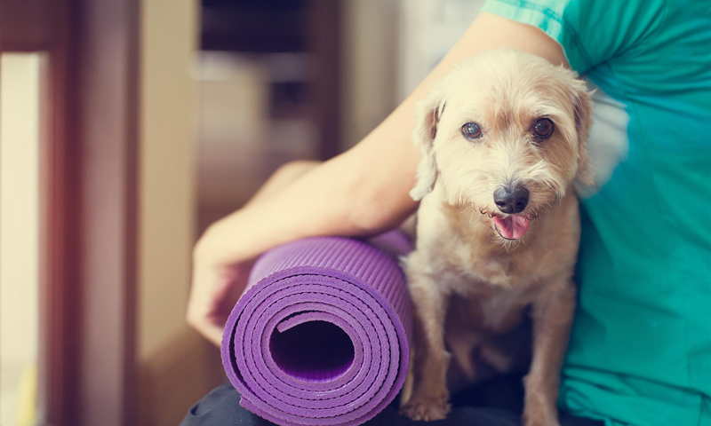 Yoga pour les chiens