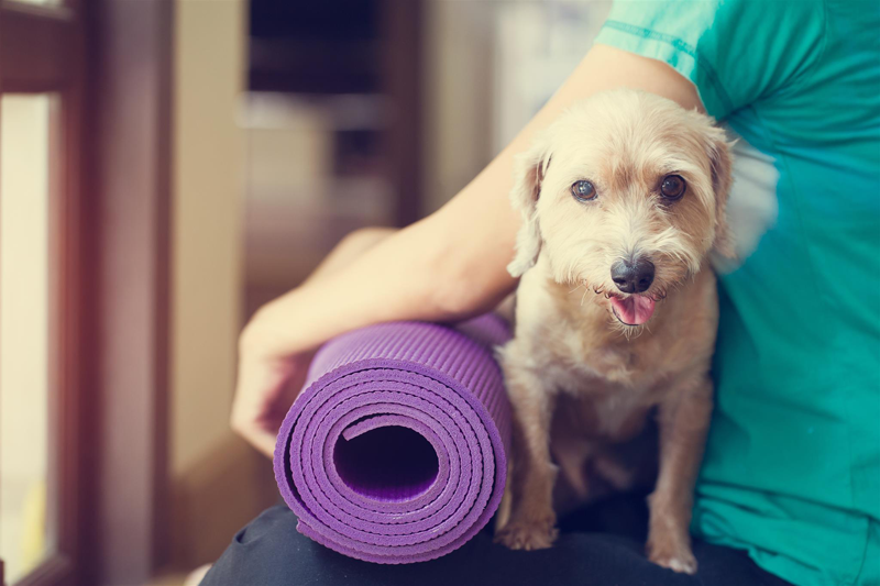 Yoga pour les chiens